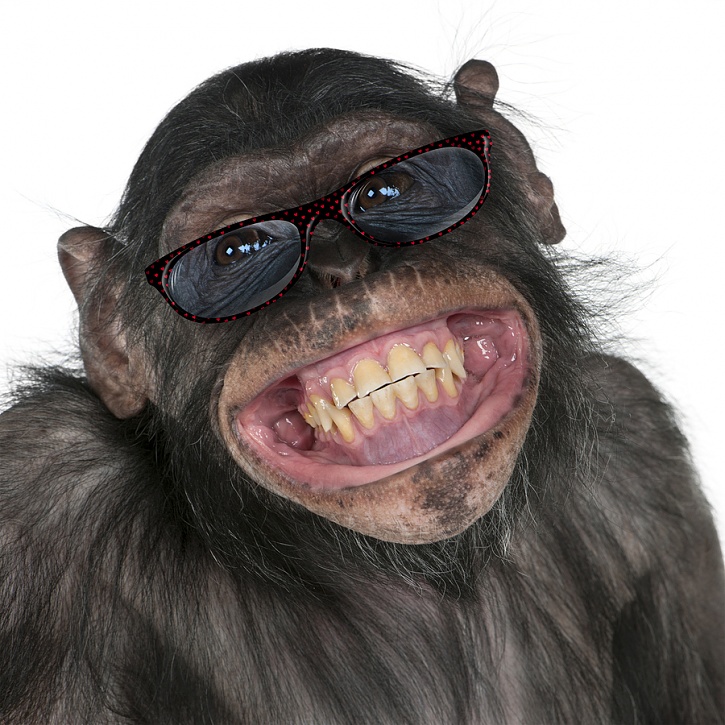 -bigstock-close-up-of-mixed-breed-monkey-104024153.jpg